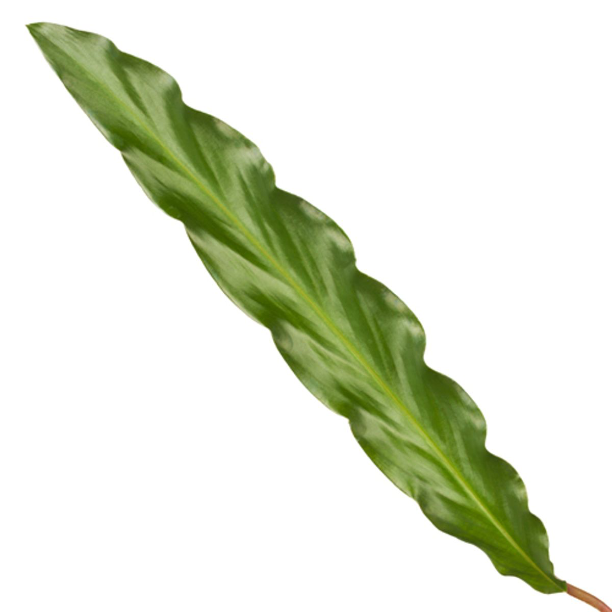 Calathea Elgergrass – Pflegeleichte Zimmerpflanze 35 cm