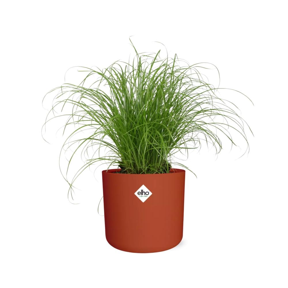 Cyperus alternifolius Schirmgras in ELHO b.for soft 14cm Brique
