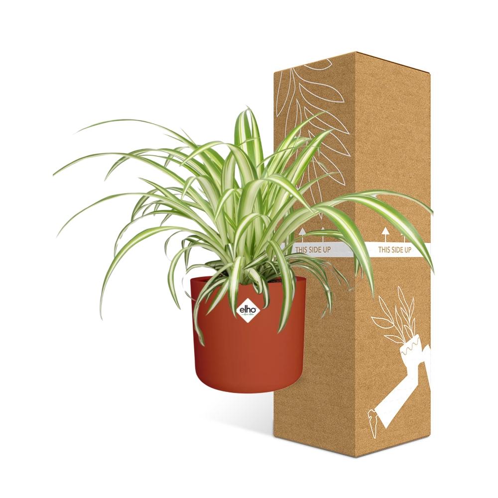 Chlorophytum Comosum Variegatum – pflegeleichte Zimmerpflanze 14cm