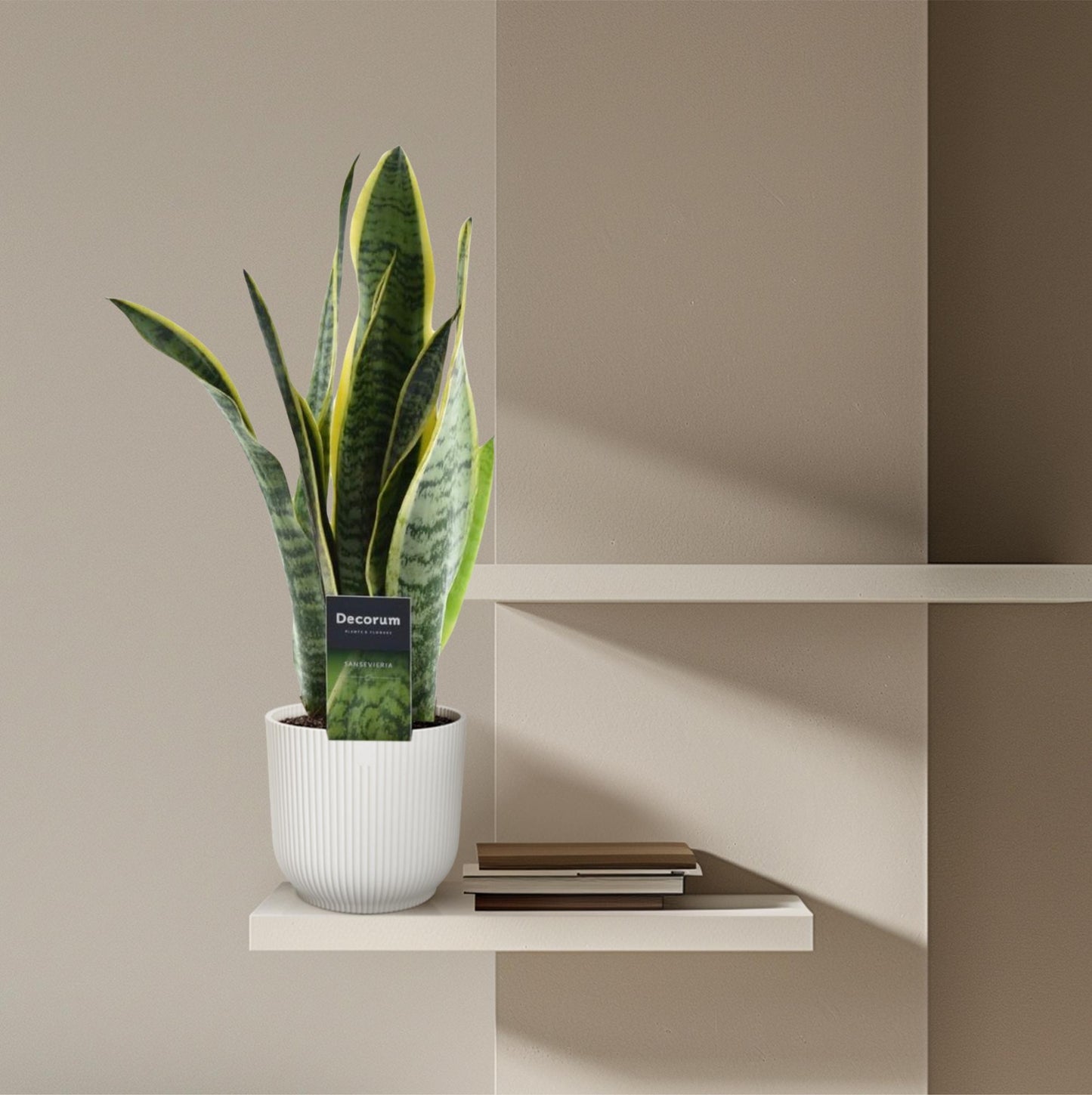 Sansevieria Laurentii – Pflegeleichter Bogenhanf 45 cm