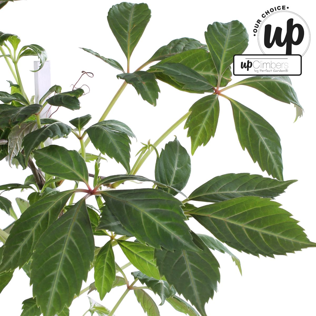 Parthenocissus henryana – Farbintensives Kletterwunder Ø15cm