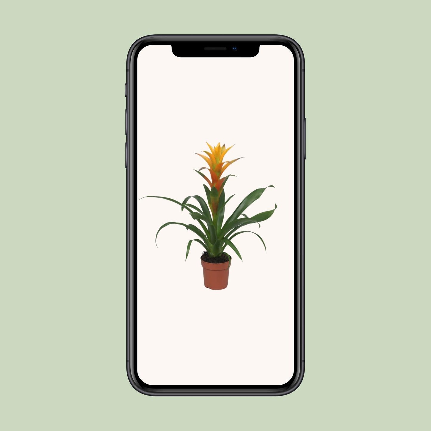 Guzmania Solara – Pflegeleichte tropische Zimmerpflanze Ø12cm