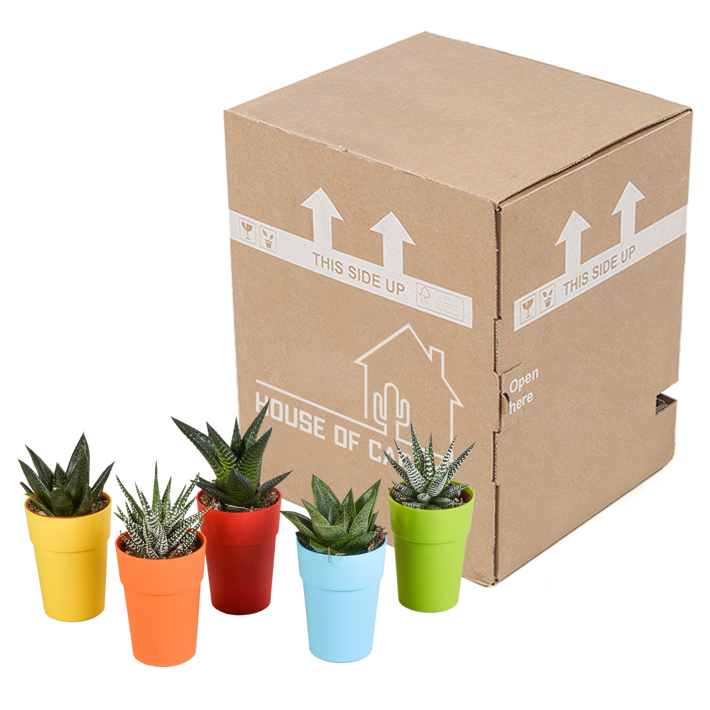 Gasteria & Haworthia Sukkulenten-Mix, 5er Set