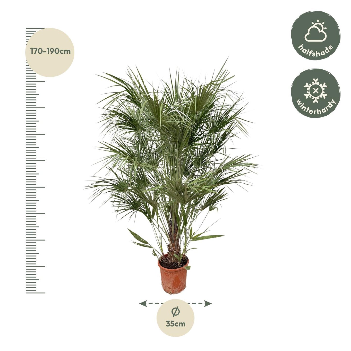 Chamaerops Humilis – Mediterrane Zwergpalme 170 cm