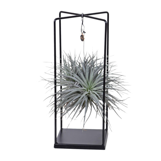 Tillandsia Mix – Pflegeleichte Luftpflanze Ø 20 cm