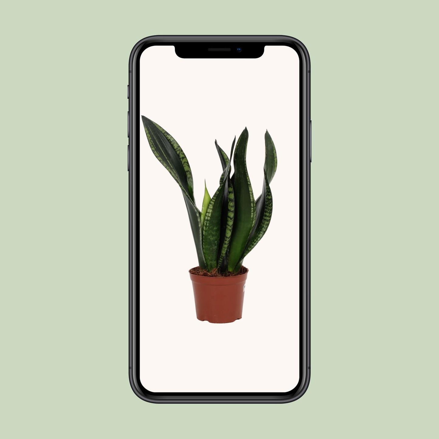 Sansevieria Whitney – Pflegeleichte Schwiegermutterzunge 12 cm