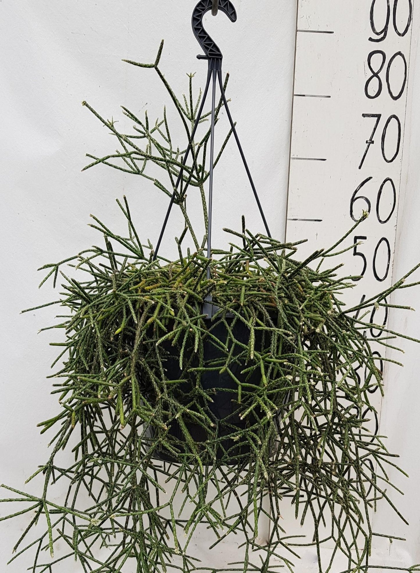 Rhipsalis Pilocarpa – pflegeleichte Trendpflanze 25cm
