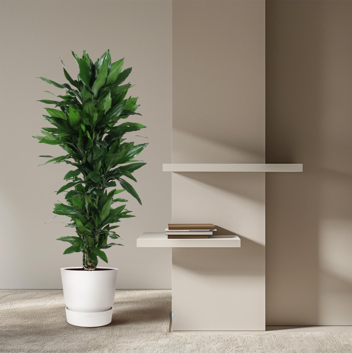 Dracaena Janet Lind vertakt – pflegeleichte Zimmerpflanze 120 cm