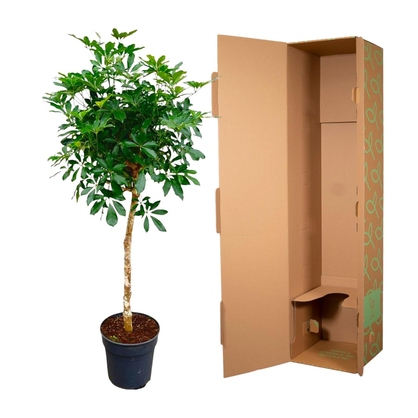 Schefflera op Stamm – 170 cm, Ø 35 cm – Pflegeleichte Tropische Zimmerpflanze