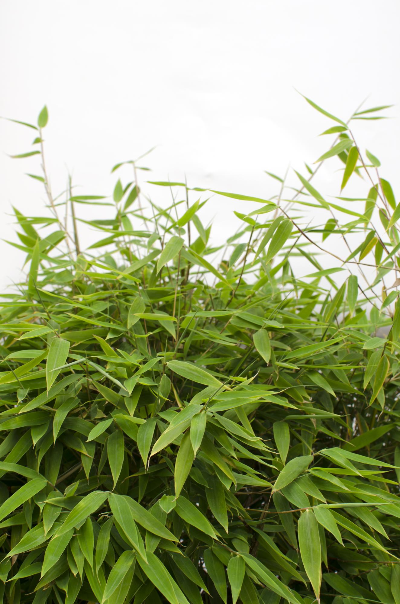 Gartenbambus 'Moontears' – pflegeleichte Heckenpflanze 70 cm