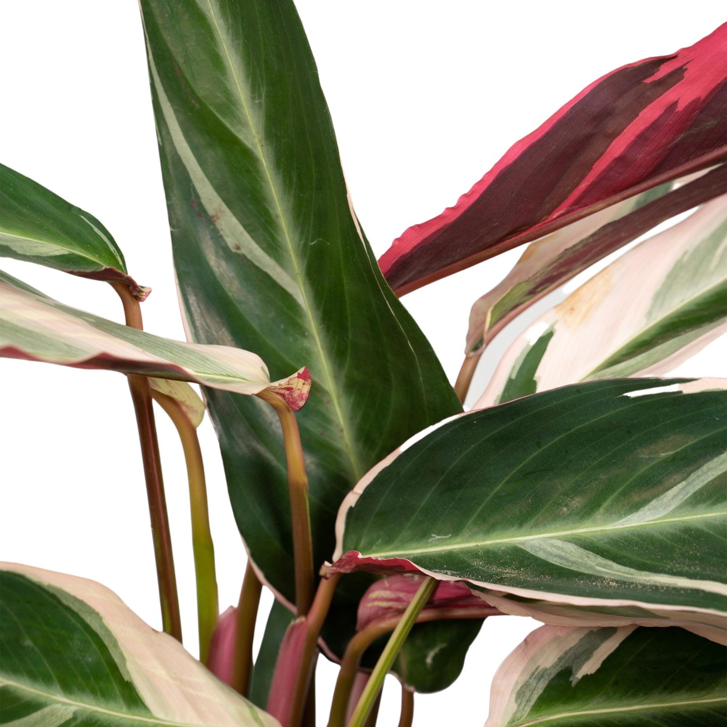 Calathea Triostar – Tropische pflegeleichte Zimmerpflanze Ø19cm
