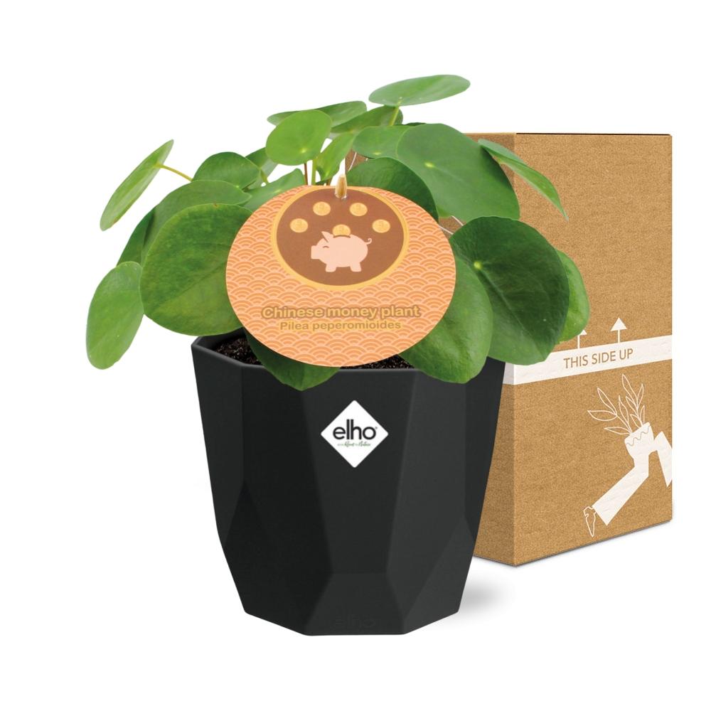 Pilea Peperomioides 12cm im schwarzen 14cm Topf