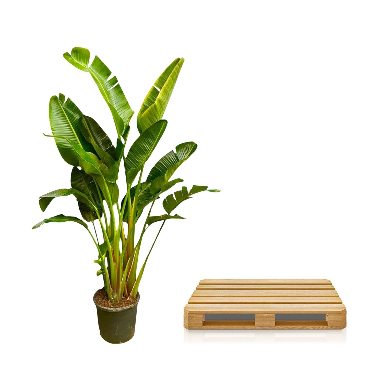 Strelitzia Augusta XXL – Weiße Paradiesvogel-Pflanze 250 cm