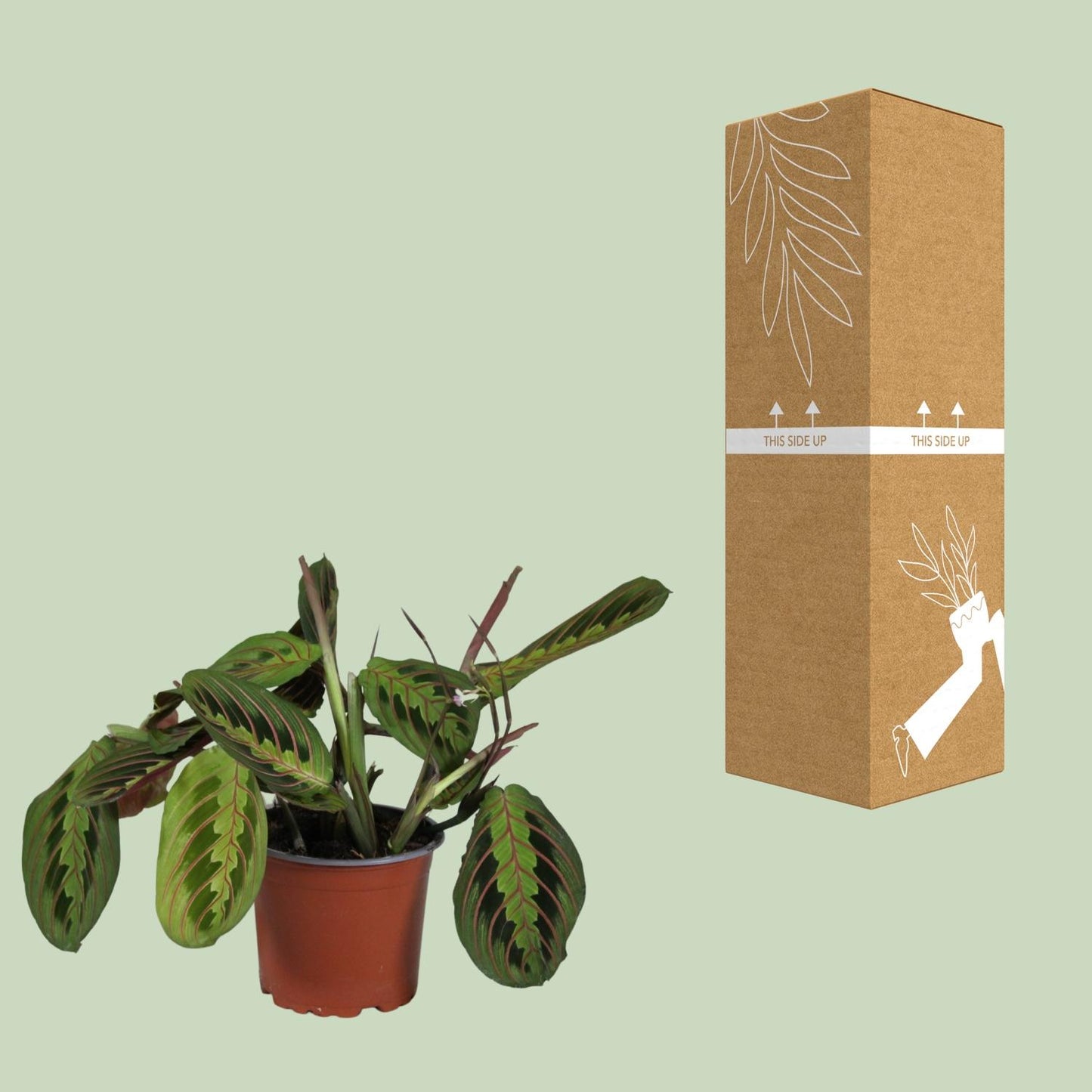 Maranta Leuconeura Fascinator – Pflegeleichte Gebetspflanze Ø12cm