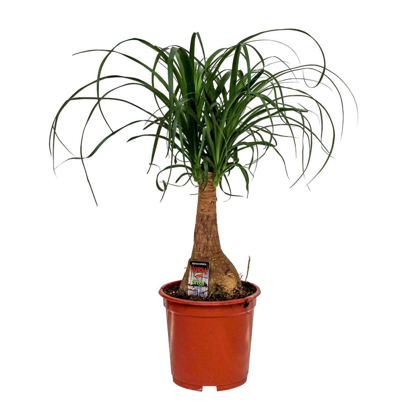 Beaucarnea Nolina (Elefantenfuß) Ø19cm, 60cm hoch