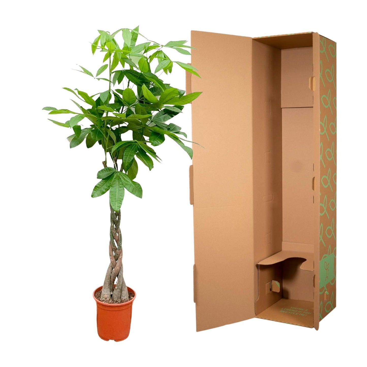 Pachira Aquatica – Geldbaum, 140 cm, ø27 cm