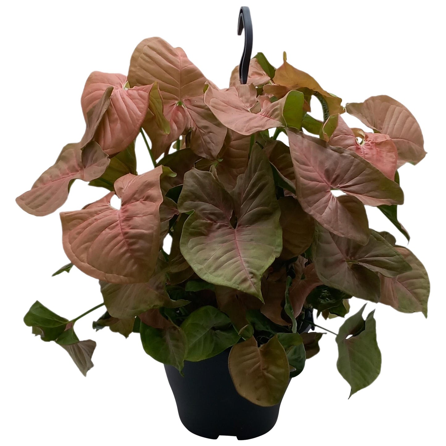 Syngonium Red Heart – Pflegeleichte Trendpflanze Ø19cm