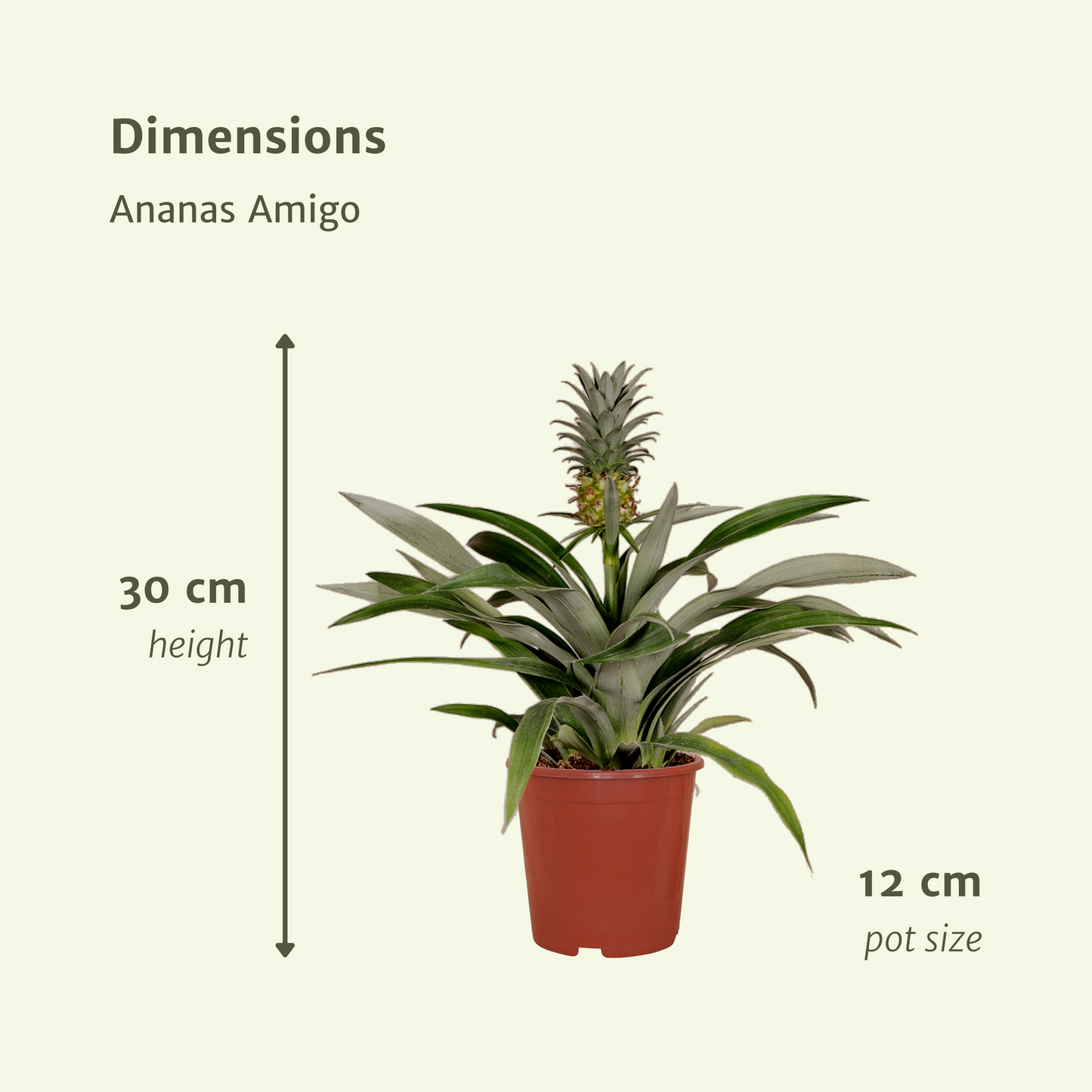 Bromelia (Ananaspflanze) – 2er-Set Ø12cm, ca. 30cm hoch