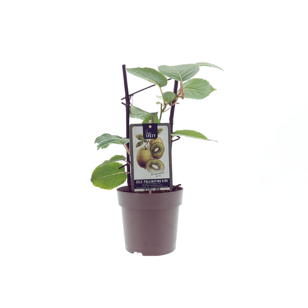 Selbstfruchtende Kiwi 'Jenny' – Kletterpflanze Ø15cm