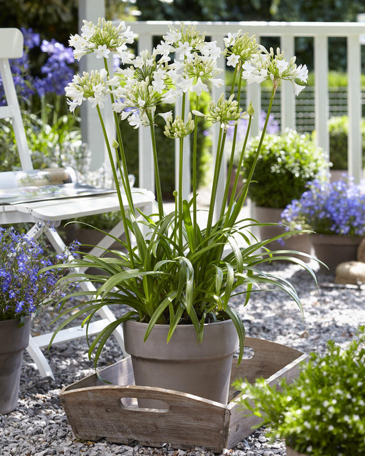 Agapanthus 'Ever White' – Pflegeleichter Blütenstar Ø19 cm