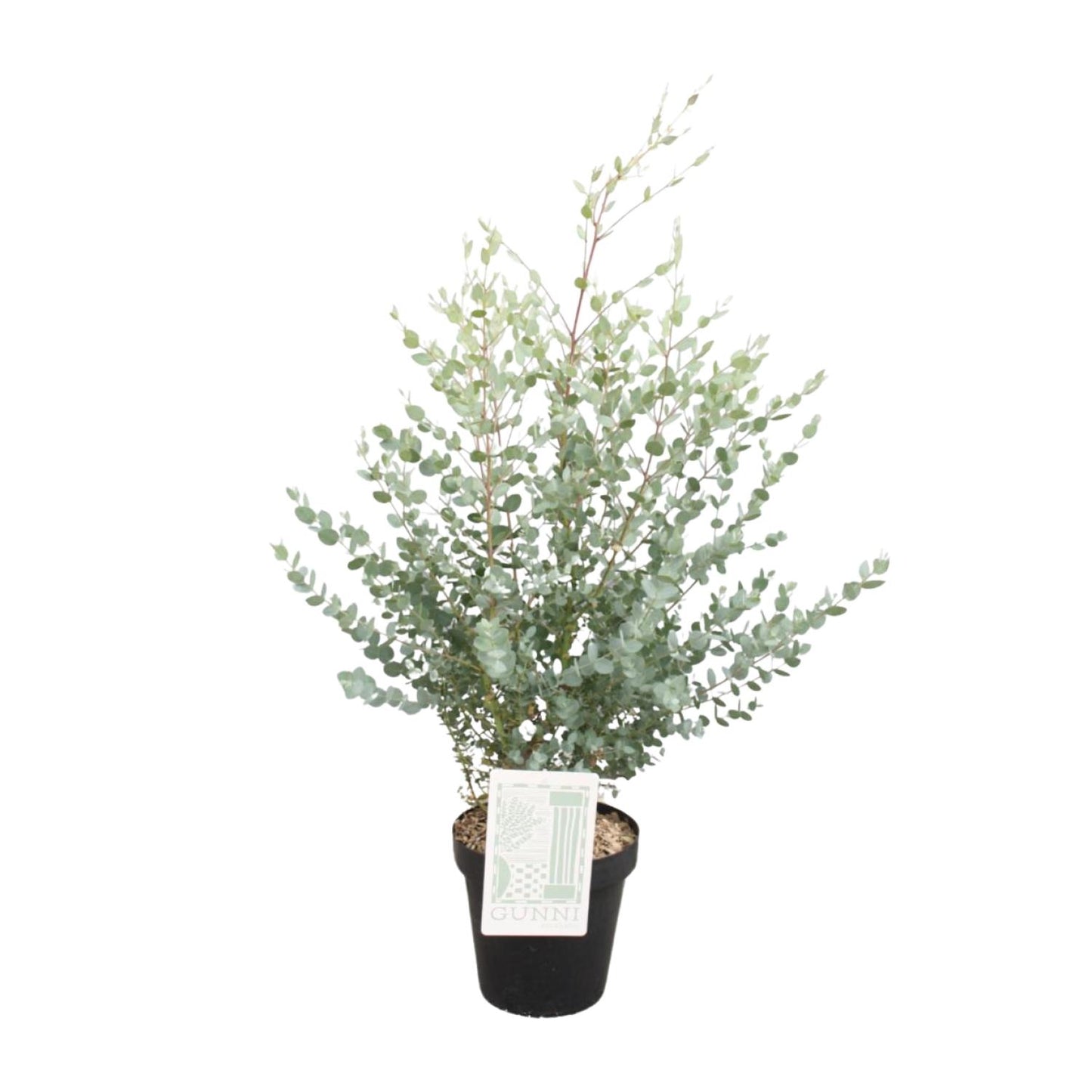 Eucalyptus Gunni – Pflegeleichter Zierbaum Ø23cm, 75cm hoch