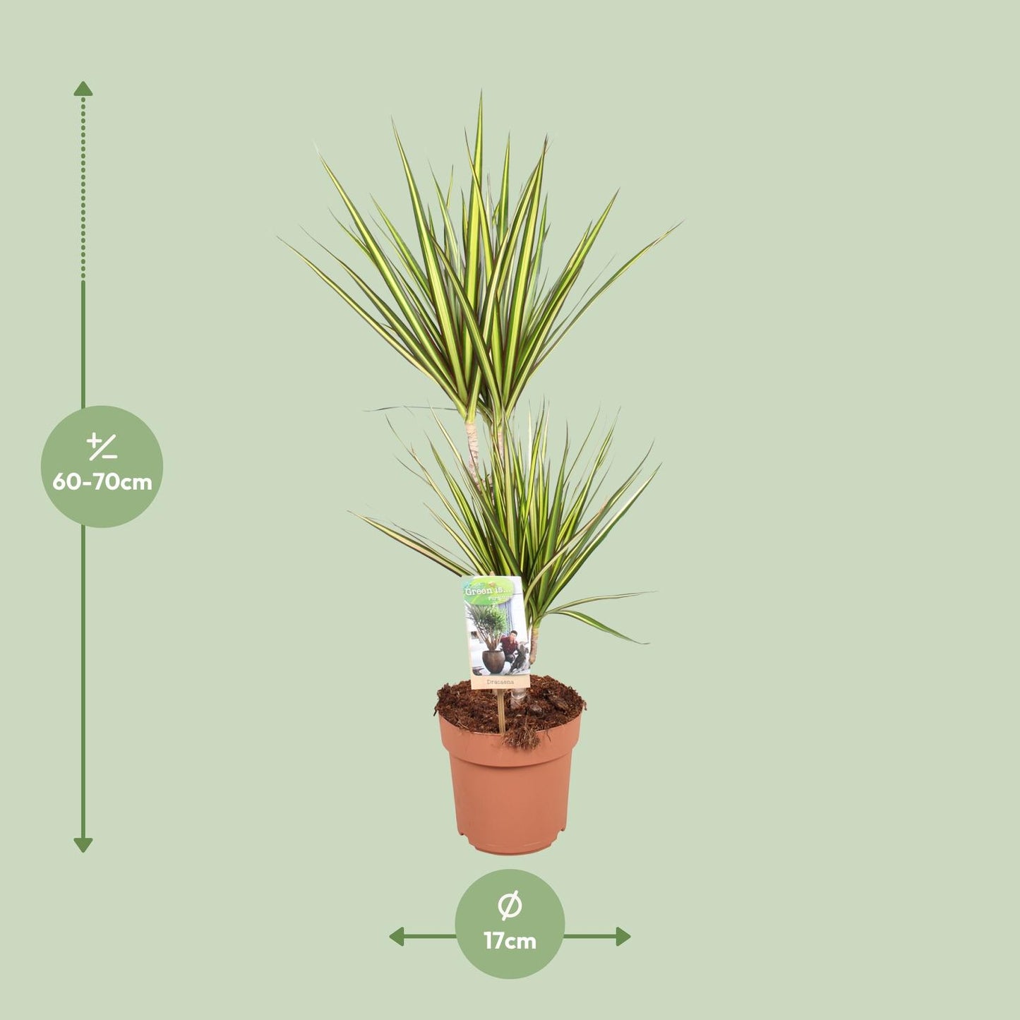 Dracaena Sunray – Elegante, pflegeleichte Zimmerpflanze Ø17cm