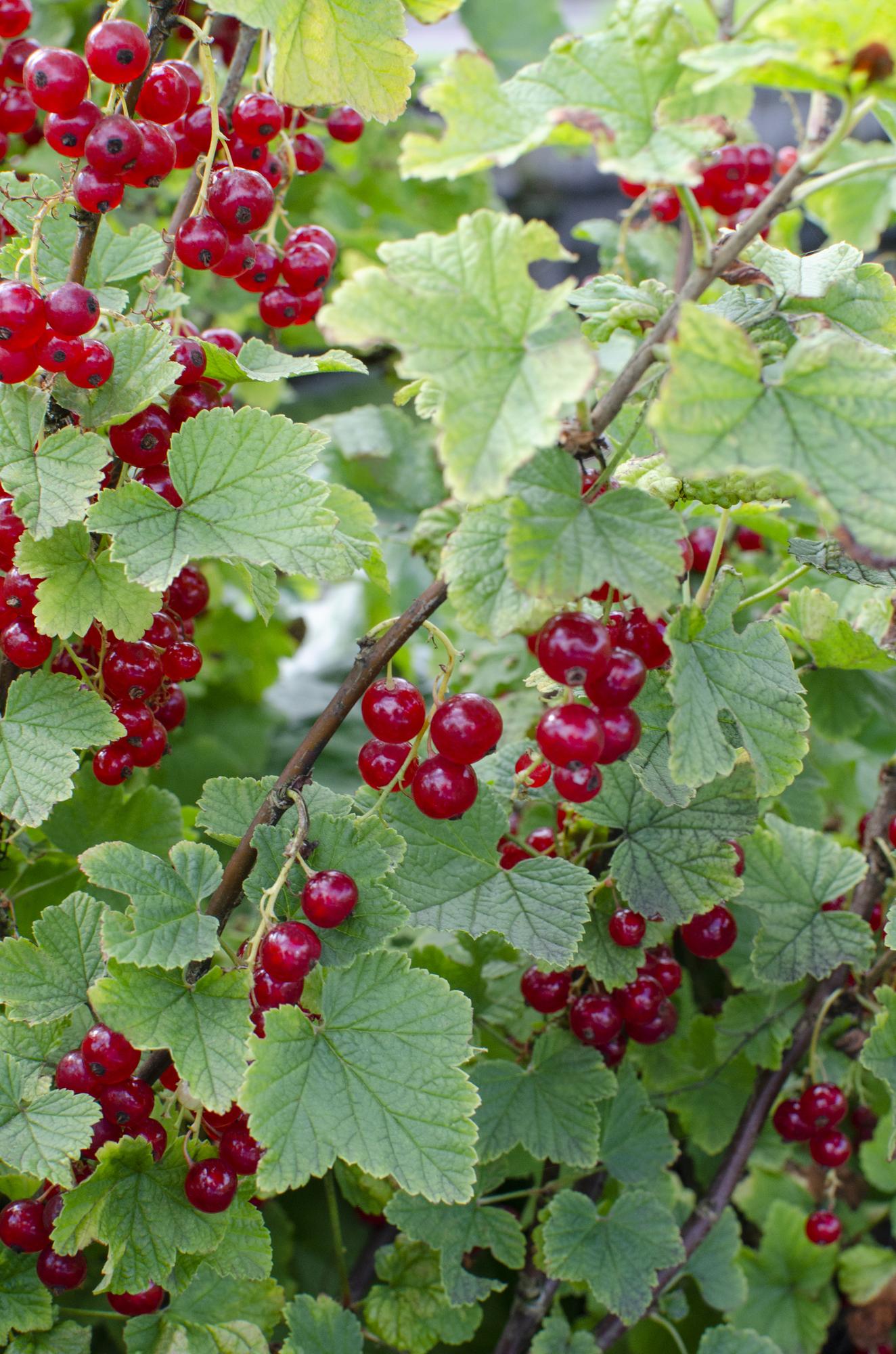 Rote Johannisbeere 'Jonkheer van Tets' Ø13cm – Pflegeleicht & Robust