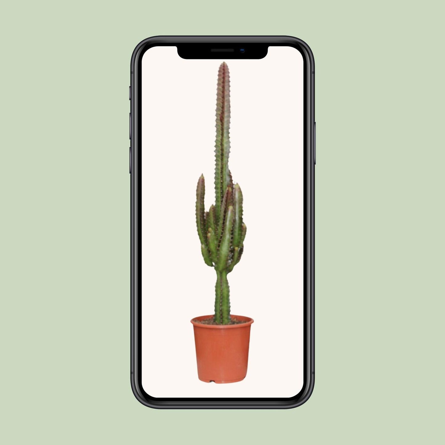 Euphorbia Trigona Rubra – Pflegeleichte Zimmerpflanze Ø17cm