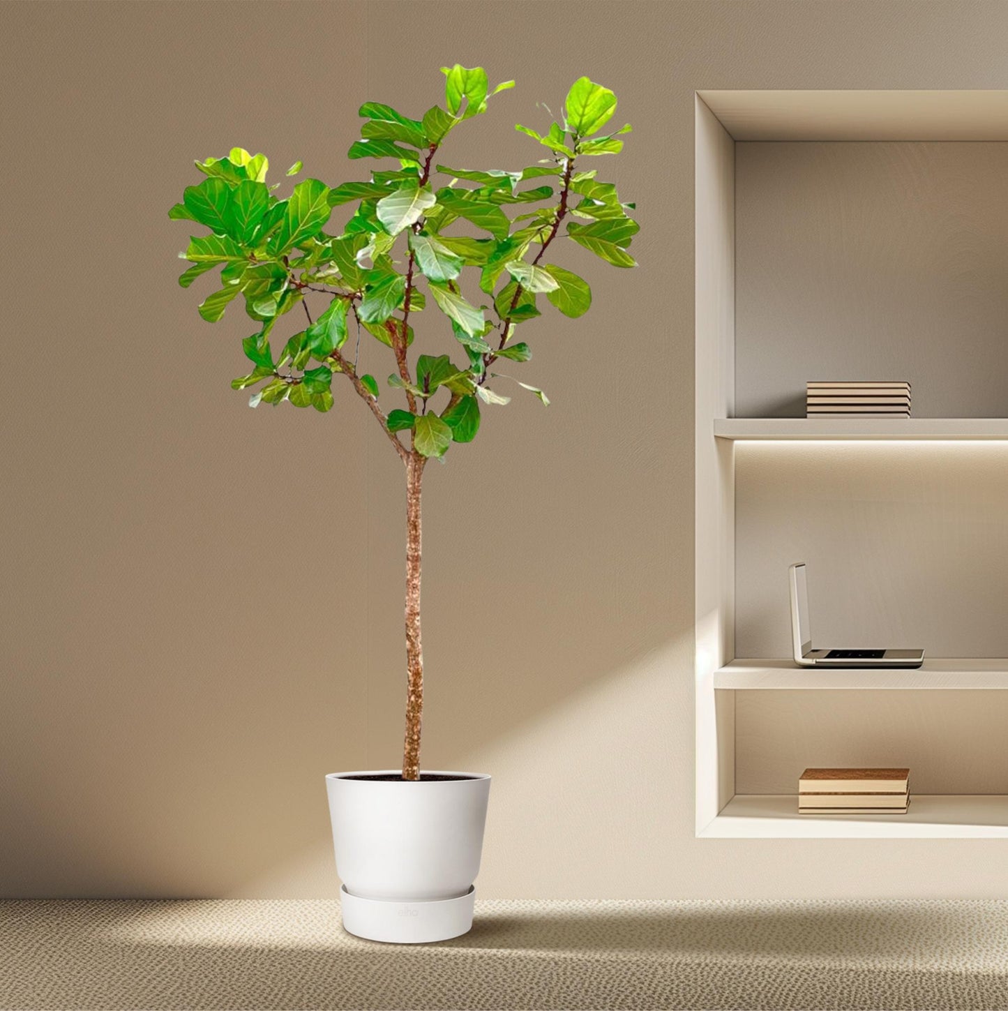 Ficus Lyrata XXL – Geigenfeige 270 cm, ø45 cm