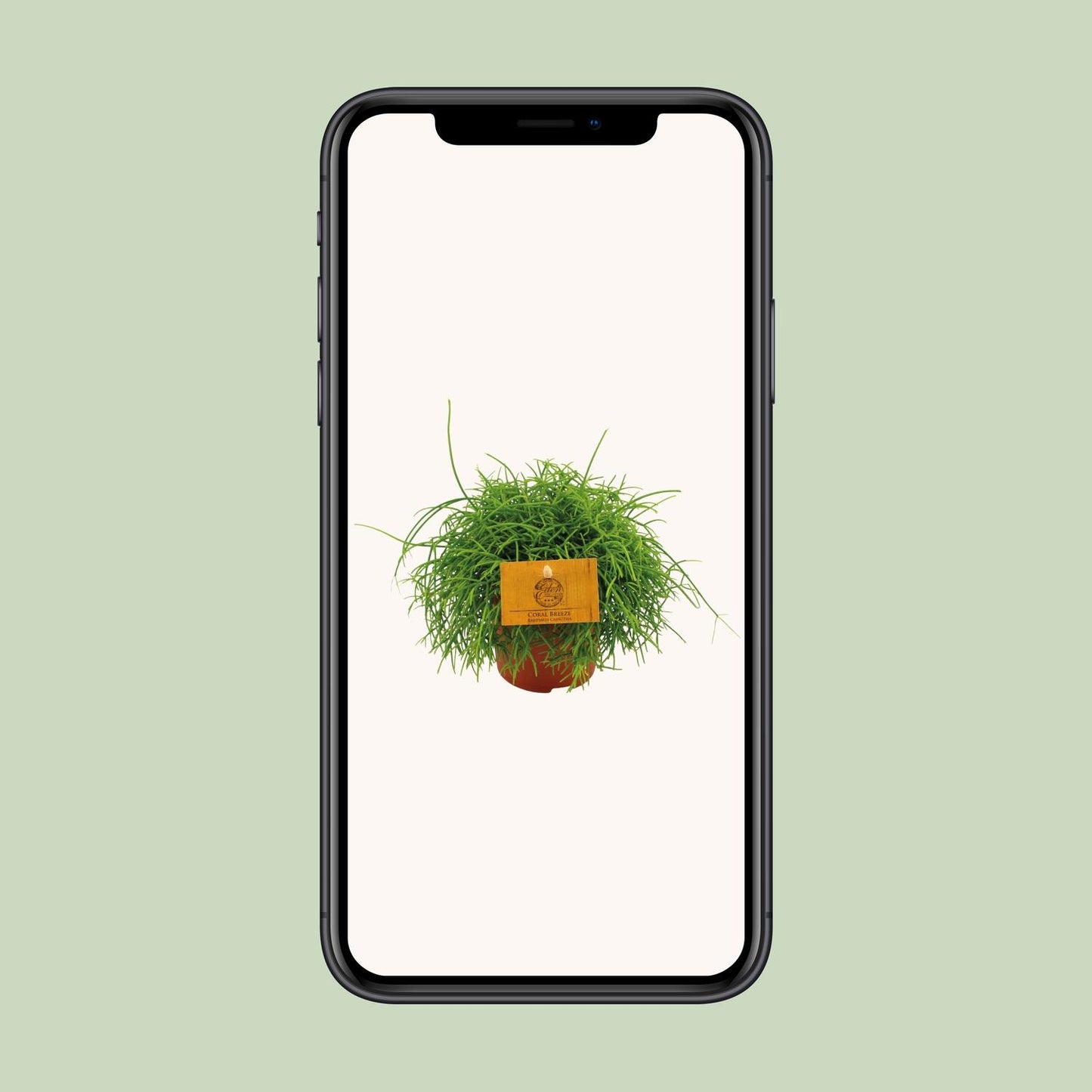 Rhipsalis Cassutha – Pflegeleichte tropische Zimmerpflanze Ø11cm