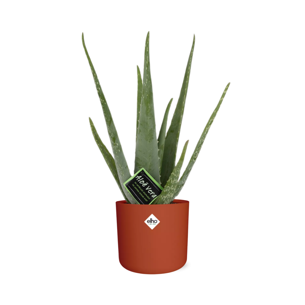Aloe Vera 12 cm in ELHO b.for soft rond 14 cm brique