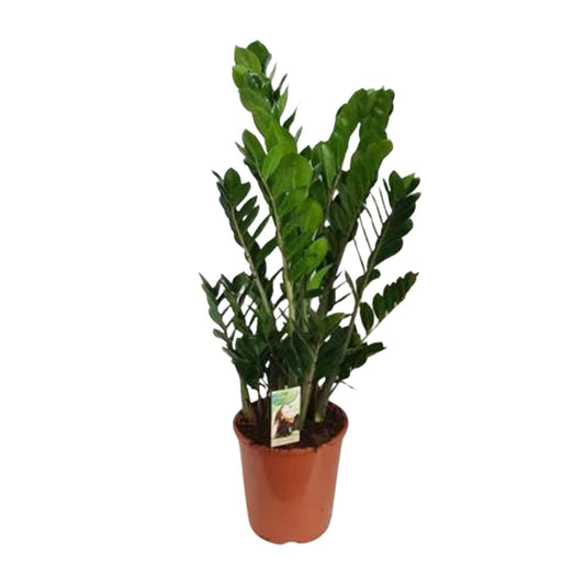Zamioculcas Zamiifolia Ø27cm – Pflegeleichte Zimmerpflanze