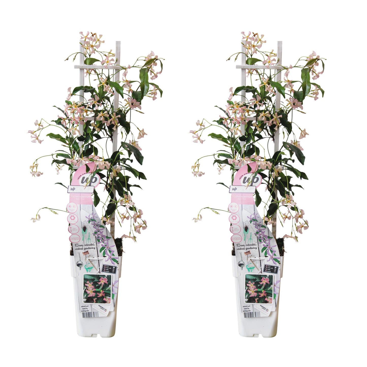 2x Trachelospermum 'Star of Ibiza' – Duftende Kletterpflanze Ø15cm