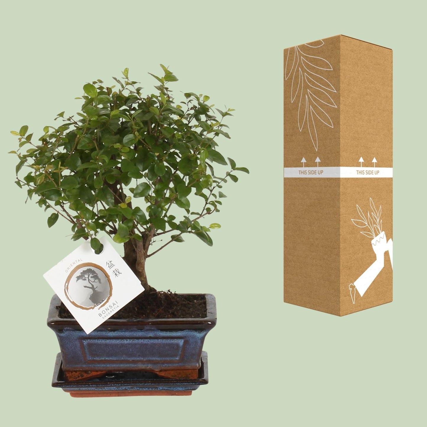 Bonsai 'Sageretia' – Kugelform Ø15cm, Höhe 30cm