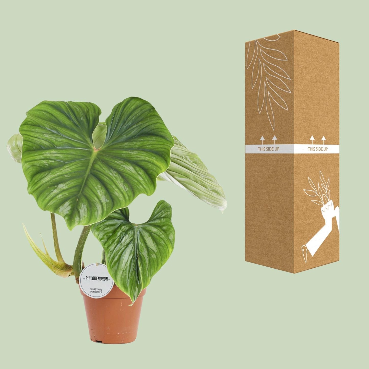 Philodendron Plowmanii – Pflegeleichte Tropenpflanze Ø15cm