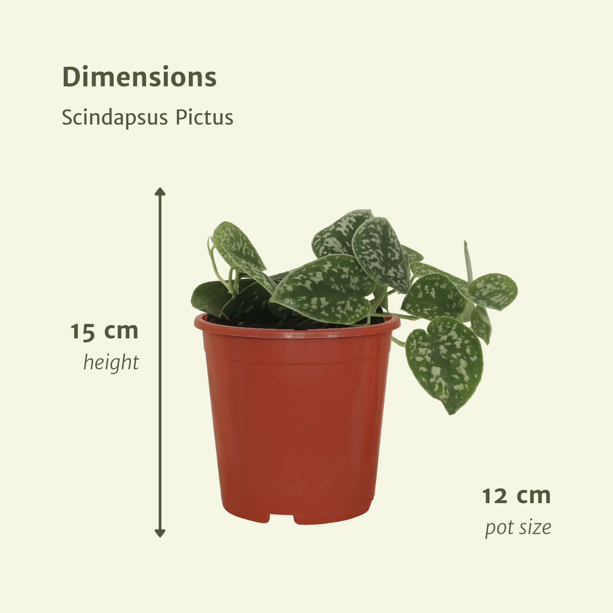 2x Scindapsus Pictus – Silberblatt – 15 cm Topf, Ø 12 cm