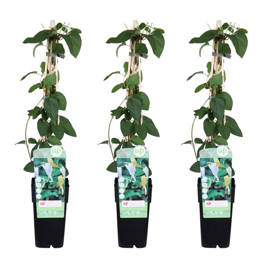 3x Lonicera japonica 'Halliana' – Duftendes Geißblatt Ø15cm