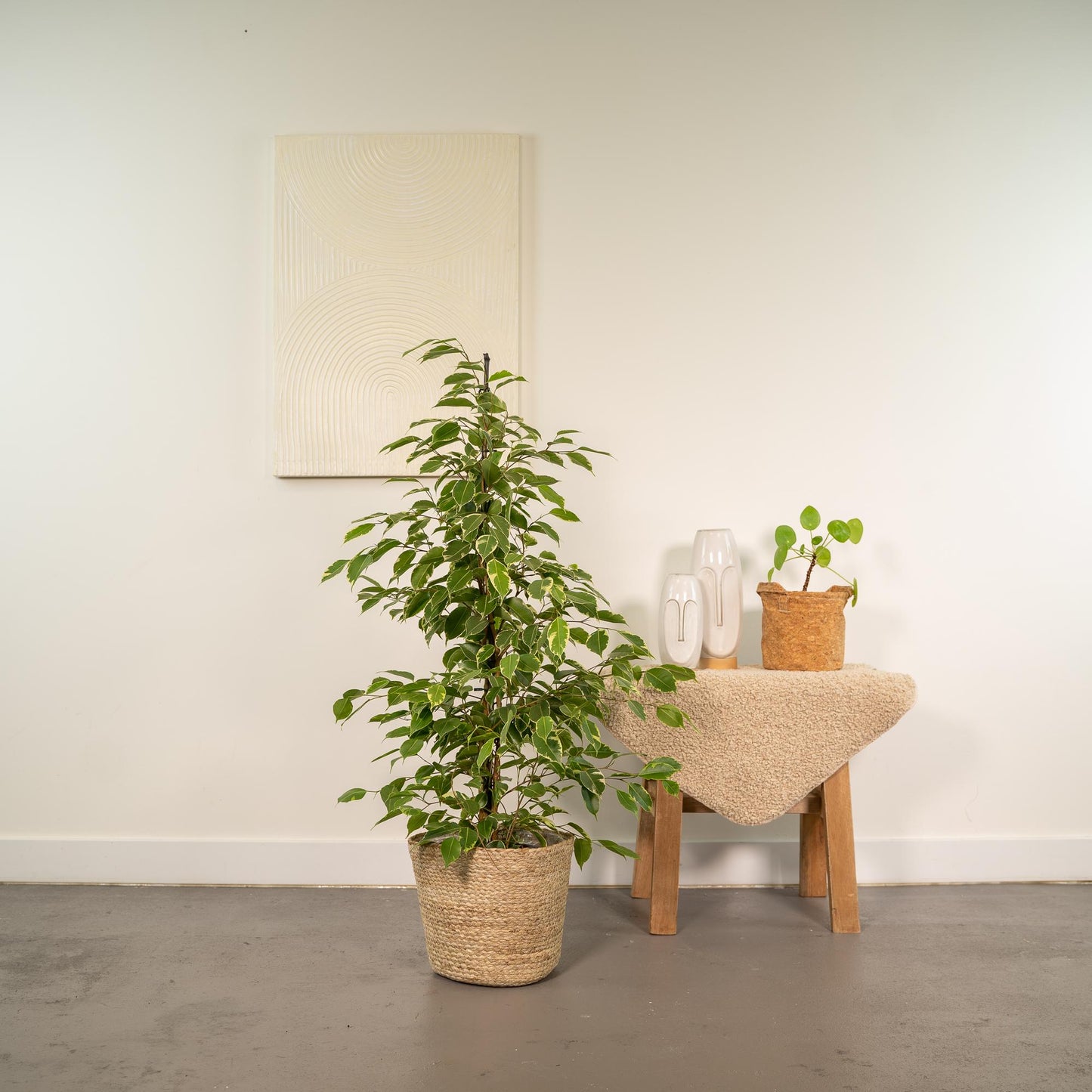 Ficus benjamina Goldenking Ø21cm mit Korb Selin