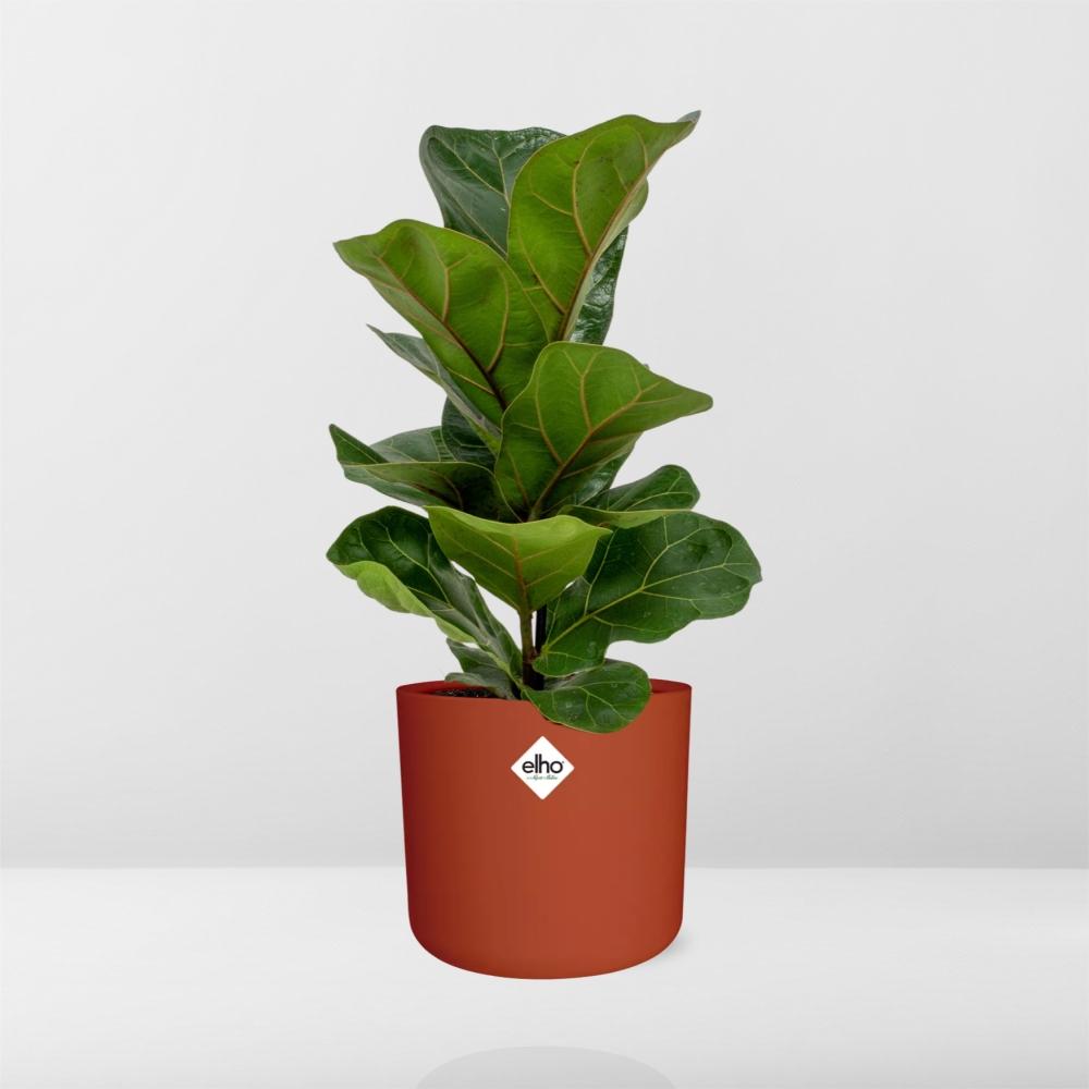 Ficus Lyrata ‘Bambino’ – Pflegeleichte Zimmerpflanze 14 cm