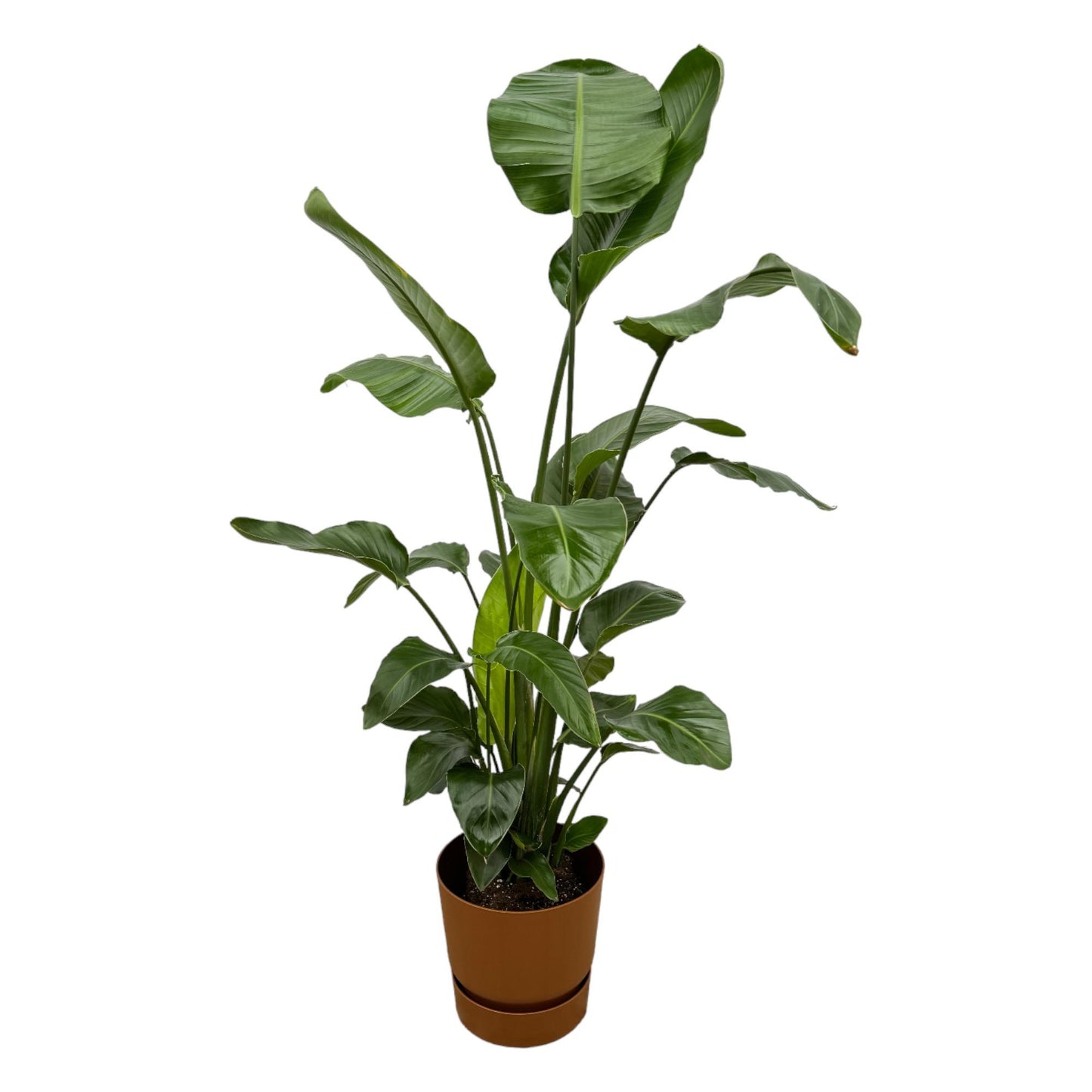 Strelitzia Nicolai mit Elho Greenville Round Topf – 160 cm