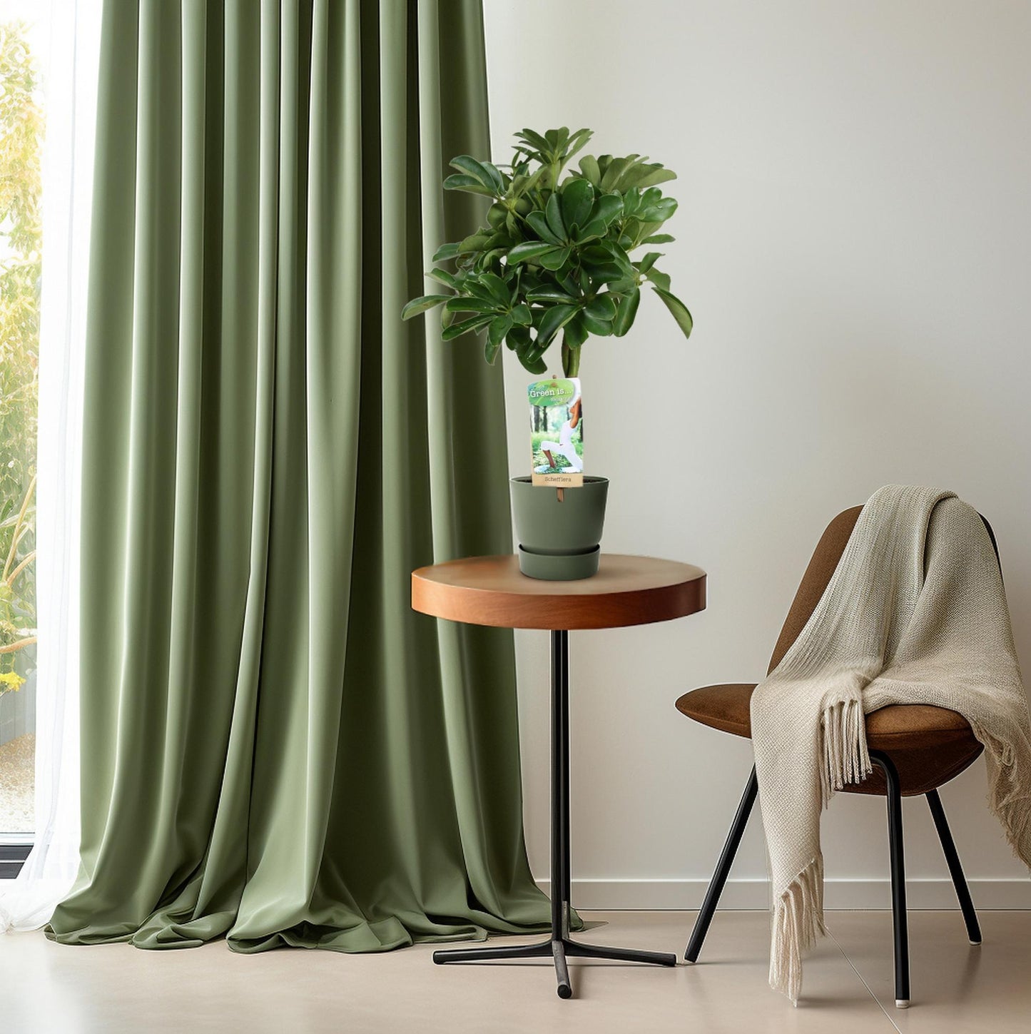 Schefflera Nora – Pflegeleichte Schirmpflanze Ø17cm, 60cm hoch