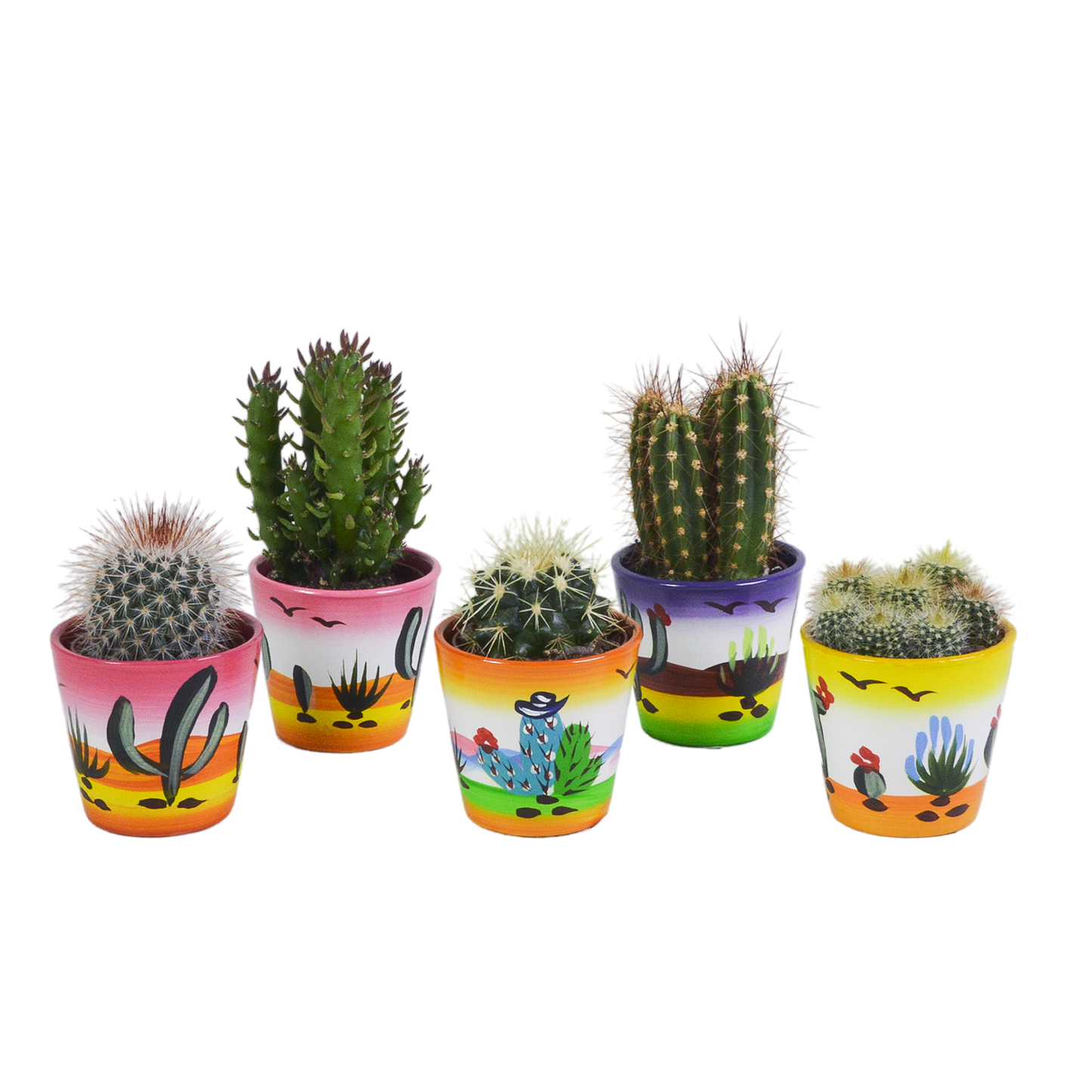 Kakteenmischung 5x im handbemalten Mexiko-Pot 5,5 cm