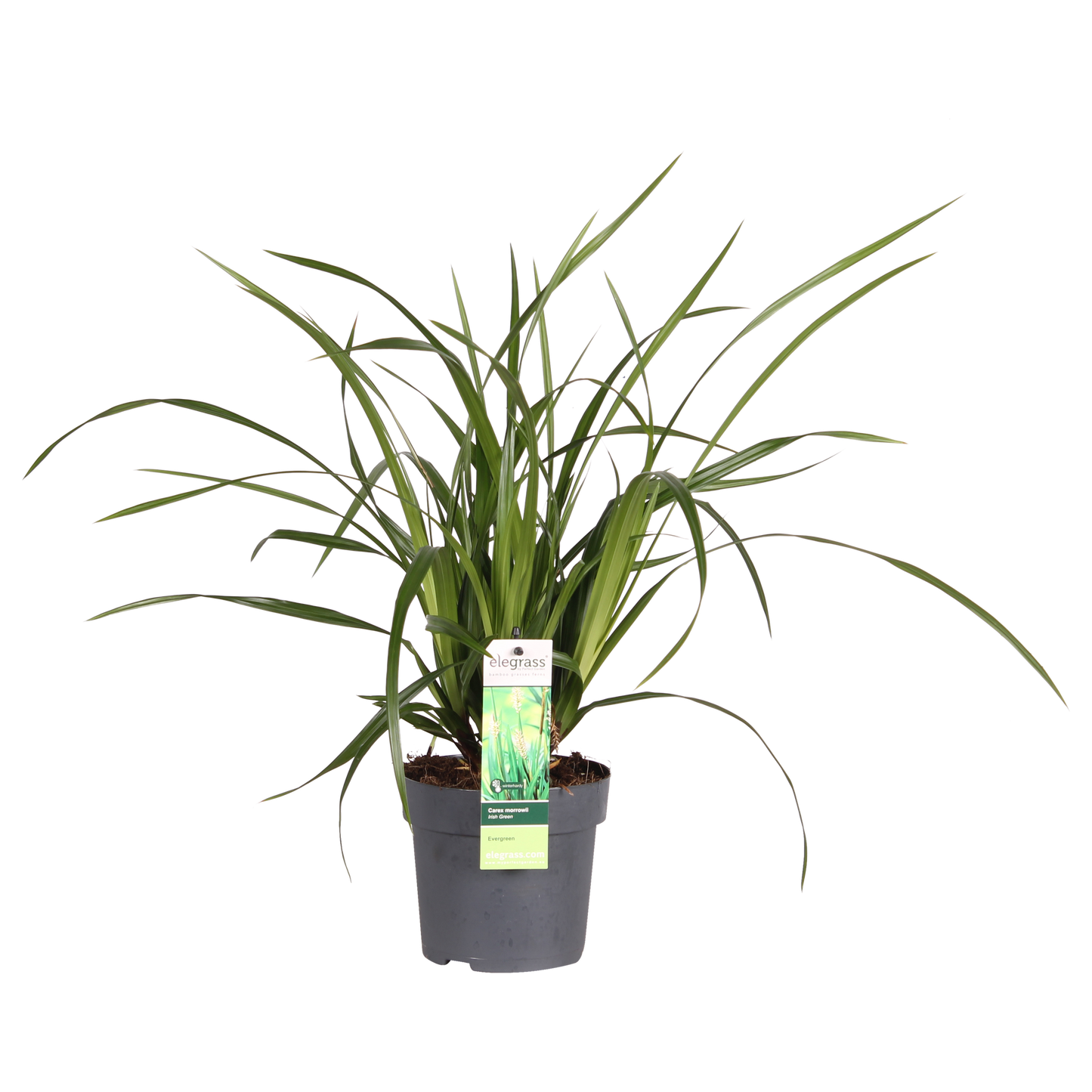 Carex morrowii Irish Green – Robust & Immergrün