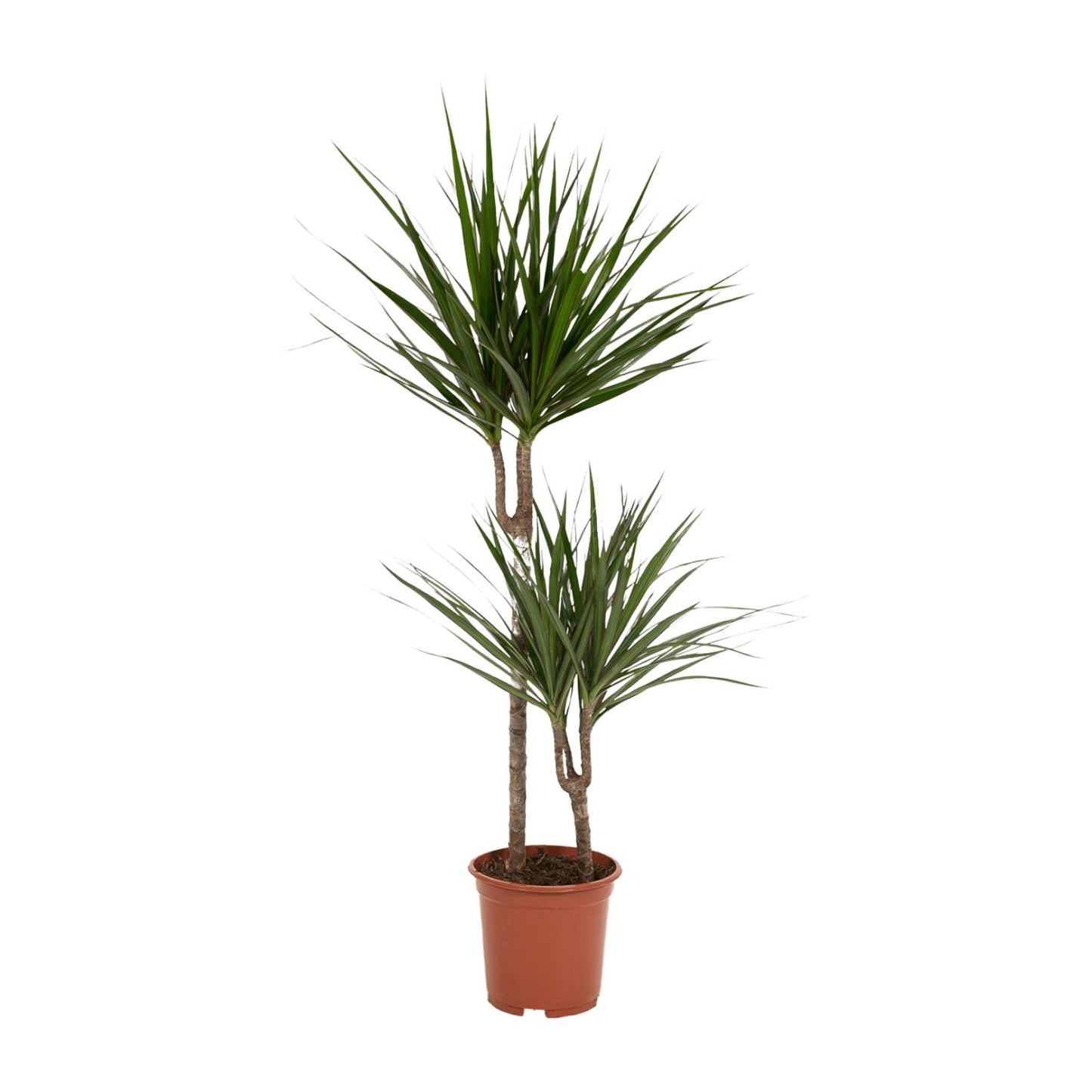 Dracaena Marginata – Pflegeleichte Zimmerpflanze Ø19cm