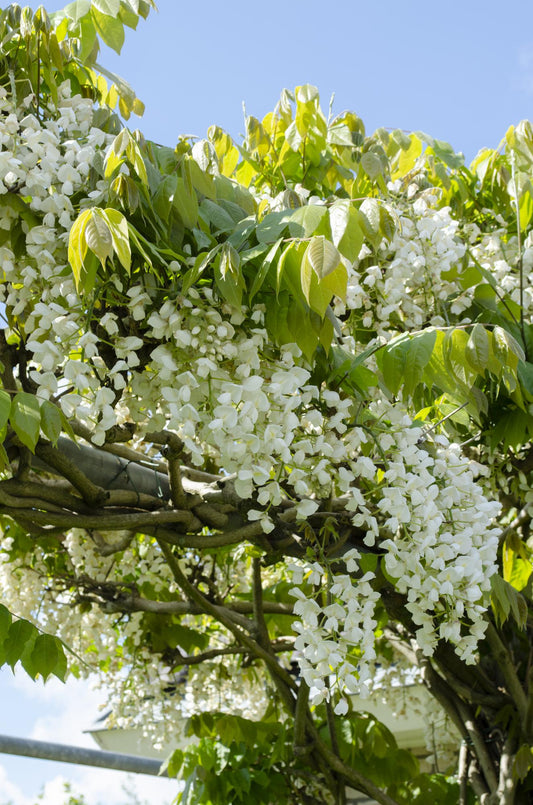 2x Wisteria floribunda 'Longissima Alba' – Weißer Regen, 65 cm, Ø15 cm