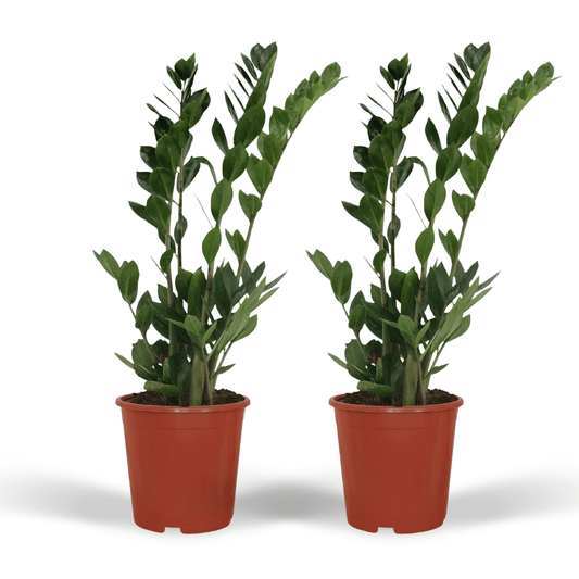 2x Zamioculcas Zamiifolia – Smaragdpalme, 70 cm, ø17 cm
