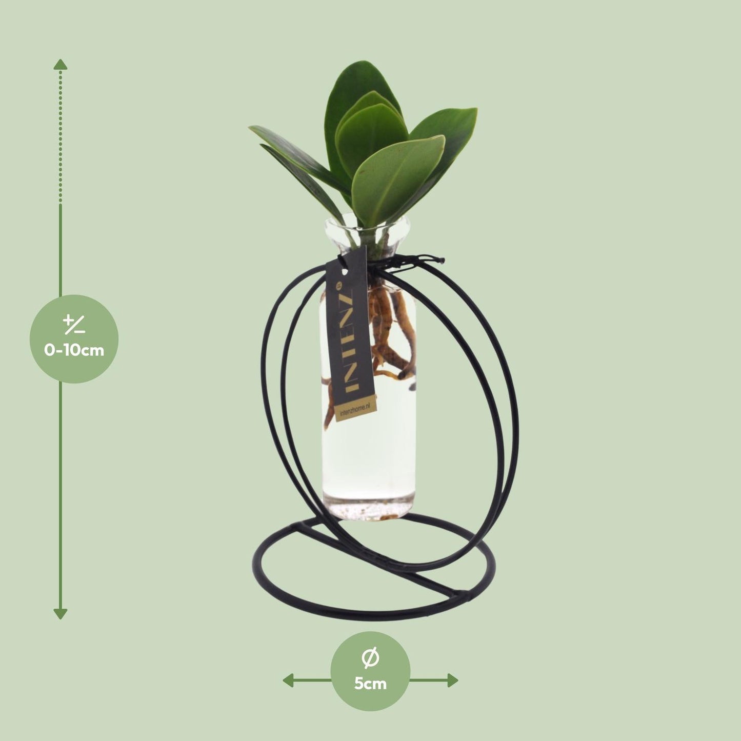 Clusia Hydroponie-Pflanzenmix im Glas Ø10cm – Pflegeleicht & Modern