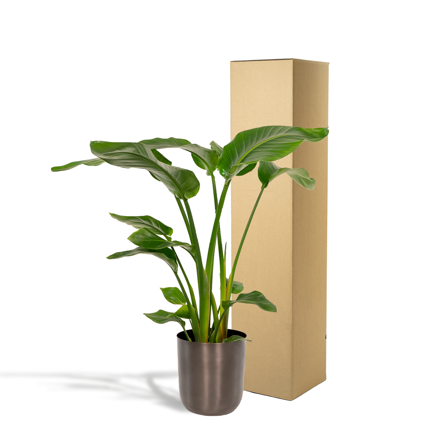 Strelitzia Nicolai Ø19cm – Luftreinigende Zimmerpflanze mit Topf