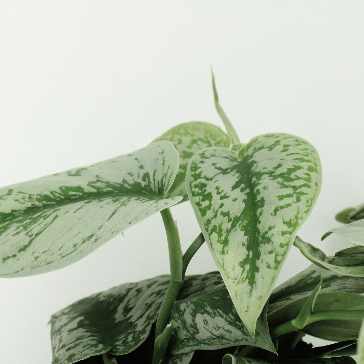 Scindapsus Pictus Trebie – 2er Set Ø12cm, pflegeleicht