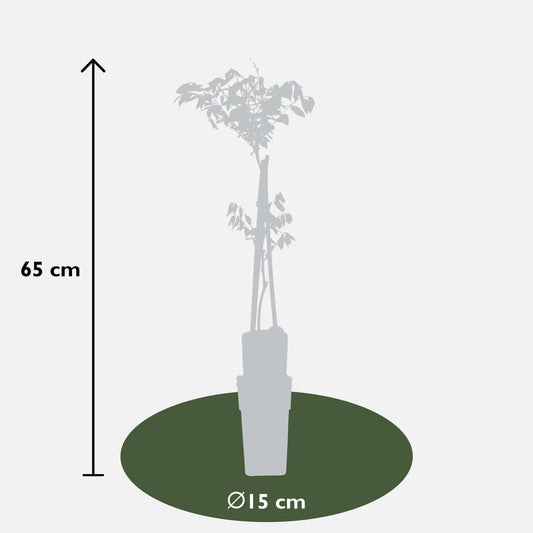 Wisteria floribunda 'Black Dragon' – Kletterpflanze Ø15cm, 65cm hoch